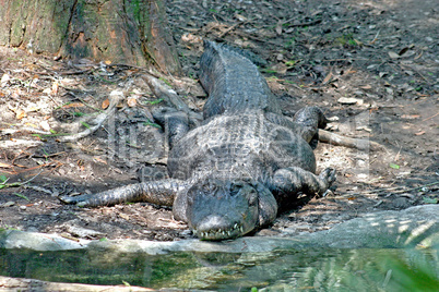 Alligator