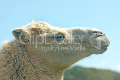 Camel