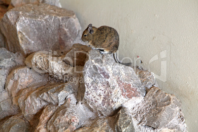 Mongolian Gerbil