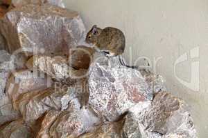 Mongolian Gerbil