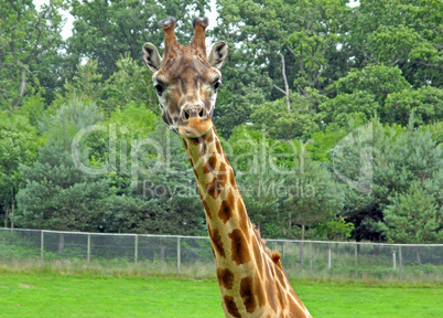 Giraffe