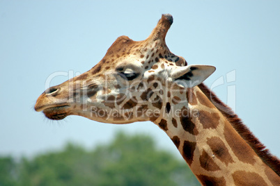 Giraffe