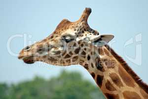 Giraffe