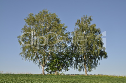 Birken auf einem Feld