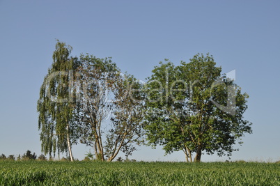 Birken auf einem Feld