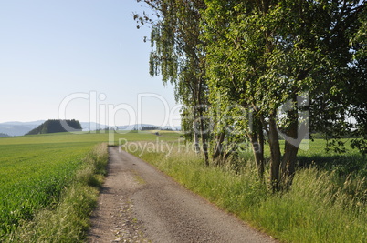 Feldweg mit Birken