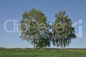 Birken auf einem Feld