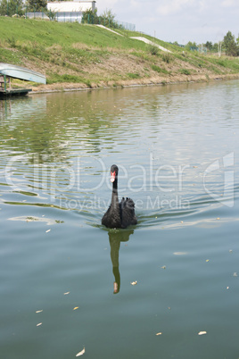 Black Swan in their natural habitat