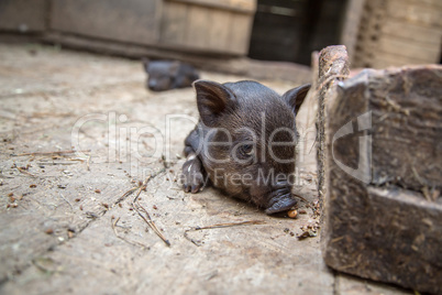 small pigs in the farm