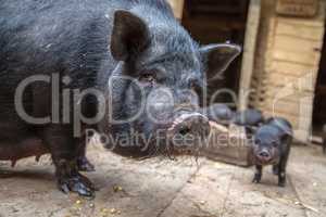 sow with piglets