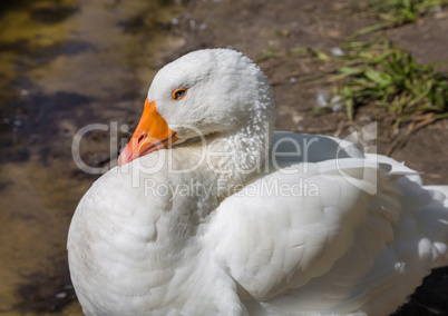 White goose along side a lake.