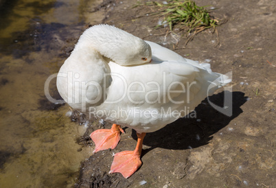 White goose along side a lake.