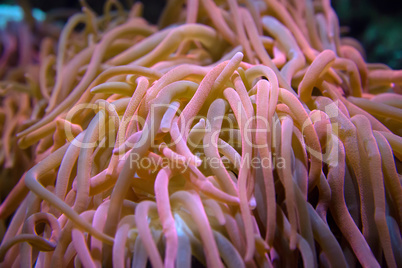 Giant anemone close-up in pink tones