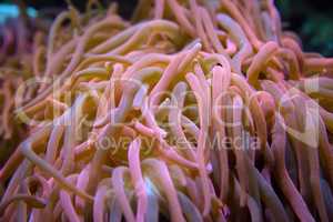 Giant anemone close-up in pink tones