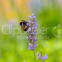 Bumblebee sitting on a flower