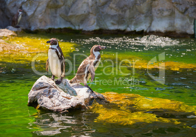 Two little penguins on a rock