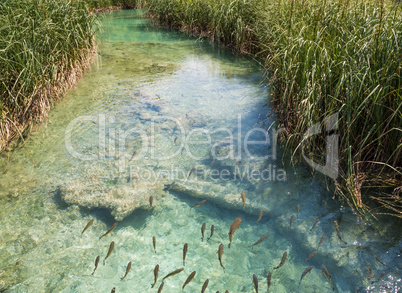 Fish in the clean, clear water
