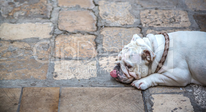 The dog lying on the pavement