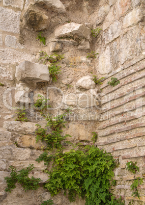 Ancient wall covered with vegetation