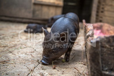 small pigs in the farm