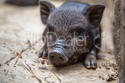 small pigs in the farm