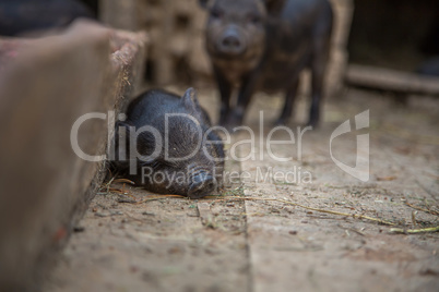 small pigs in the farm