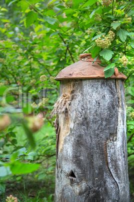 Ancient beehive in the foliage