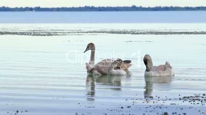 Young white swans on the water