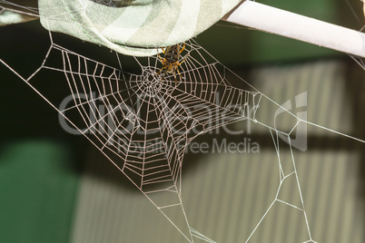Spinnennetz mit Kreuzspinne