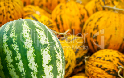 Organic Watermelon and Casaba Melon Heap