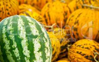 Organic Watermelon and Casaba Melon Heap