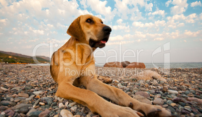 A Dog On The Beach