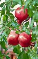 Organic Pomegranate Ripening On It?s Branch