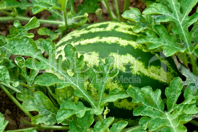 Organic Ripe Watermelon