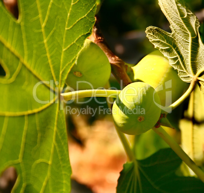 Mediterranean Fig