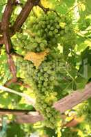 A Bunch Of White Grapes