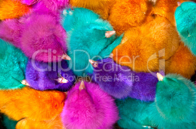 Colorful Chicks as Background
