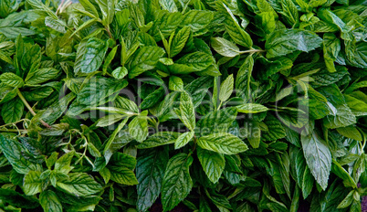 Heap of Organic Fresh Mint At A Street Market In Istanbul, Turke