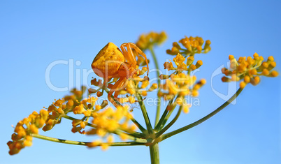 Goldenrod Crab Spider Camouflaged On Fennel