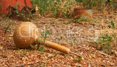 Dried Dipper Gourd