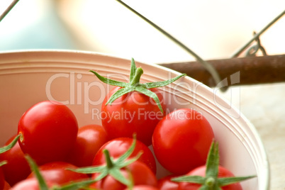 Freshly Picked Cherry Tomatoes