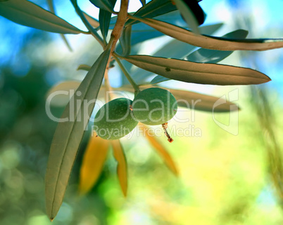 Mediterranean Organic Olives On Its Tree Branch
