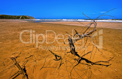 Sandy Red Beach with Branch (HDR)