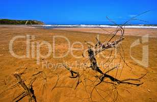Sandy Red Beach with Branch (HDR)