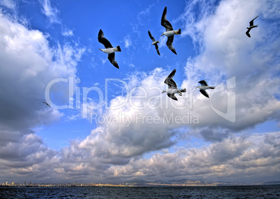 Seagulls Flying In The Air Towards Istanbul