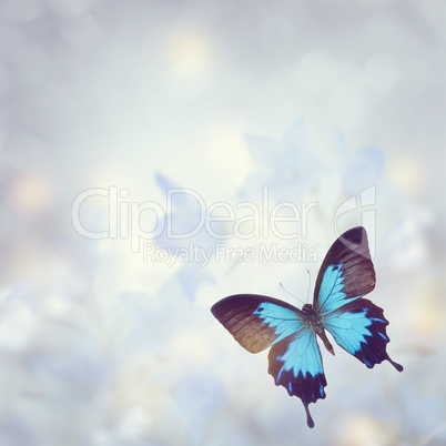 Blue Tropical Butterfly