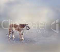 Tiger Near Water