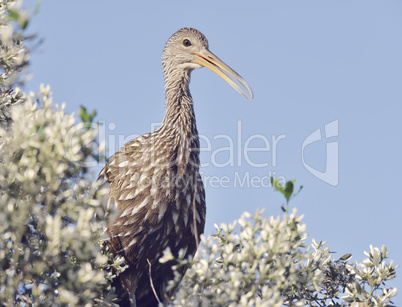 Limpkin Bird Perching