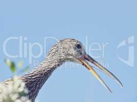 Limpkin Bird Perching