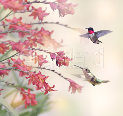 Hummingbirds and Red Flowers